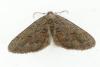 Agriopis bajaria